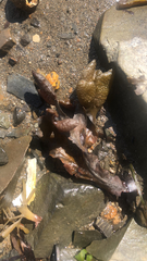 Fucus distichus