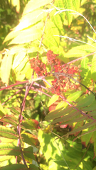 Rhus glabra