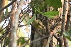 Tolmomyias