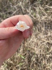 Zephyranthes