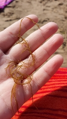 Desmarestia aculeata