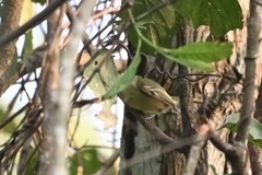 Tolmomyias