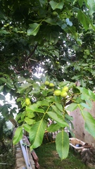 Juglans