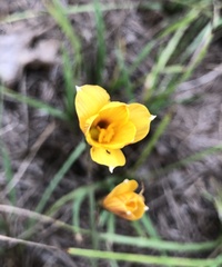 Zephyranthes tubispatha