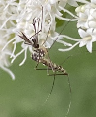 Aedes triseriatus