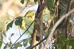 Tolmomyias