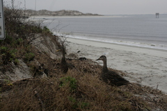 Anas platyrhynchos × fulvigula