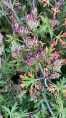 Geranium carolinianum
