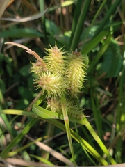 Carex retrorsa