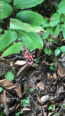 Maianthemum racemosum