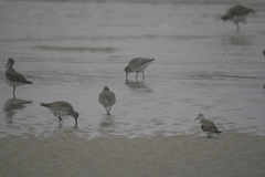 Calidris canutus