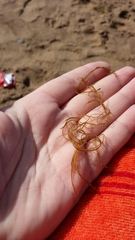 Desmarestia aculeata