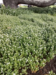 Westringia fruticosa