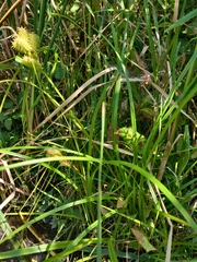Carex retrorsa