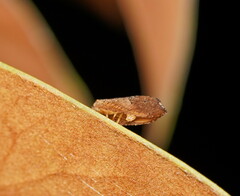 Drepanacra binocula