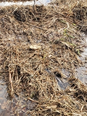 Amphiuma tridactylum
