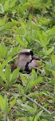 Vanellus chilensis