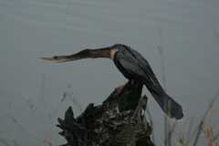 Anhinga anhinga