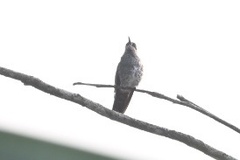 Trochilidae