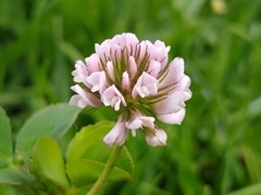 Trifolium