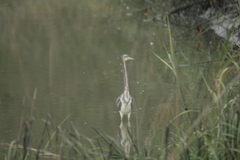 Egretta tricolor