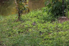 Vanellus chilensis