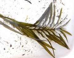Potamogeton robbinsii
