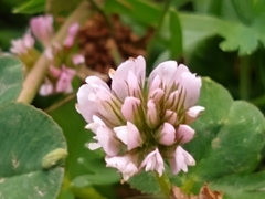 Trifolium