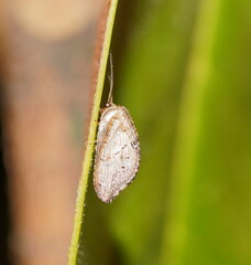 Drepanacra binocula