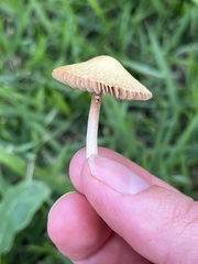 Conocybe