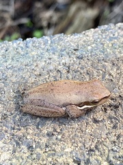 Litoria fallax