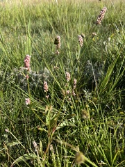 Persicaria lapathifolia