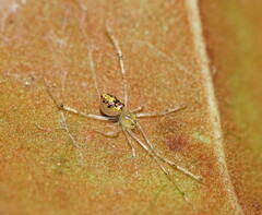 Thwaitesia nigronodosa