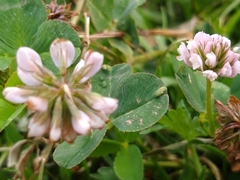 Trifolium