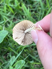 Conocybe