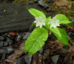 Lysimachia borealis