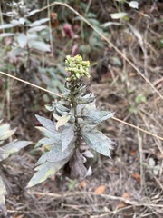 Artemisia douglasiana