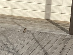 Passer domesticus domesticus