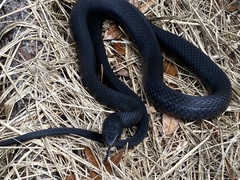 Coluber constrictor