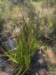 Philydrum lanuginosum