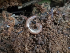 Trigoniulus corallinus