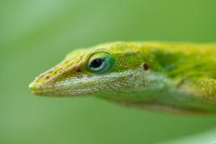 Anolis carolinensis