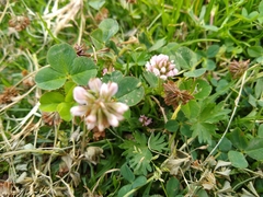 Trifolium