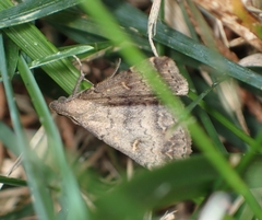 Tetanolita floridana