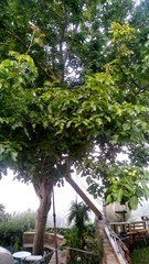 Juglans
