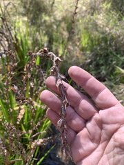 Philydrum lanuginosum