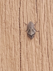 Lepyronia quadrangularis