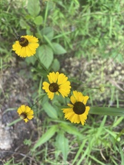 Helenium flexuosum