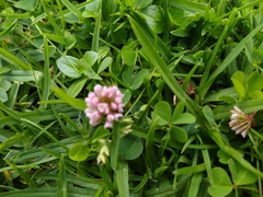 Trifolium