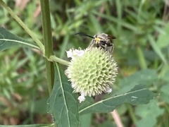 Dielis plumipes